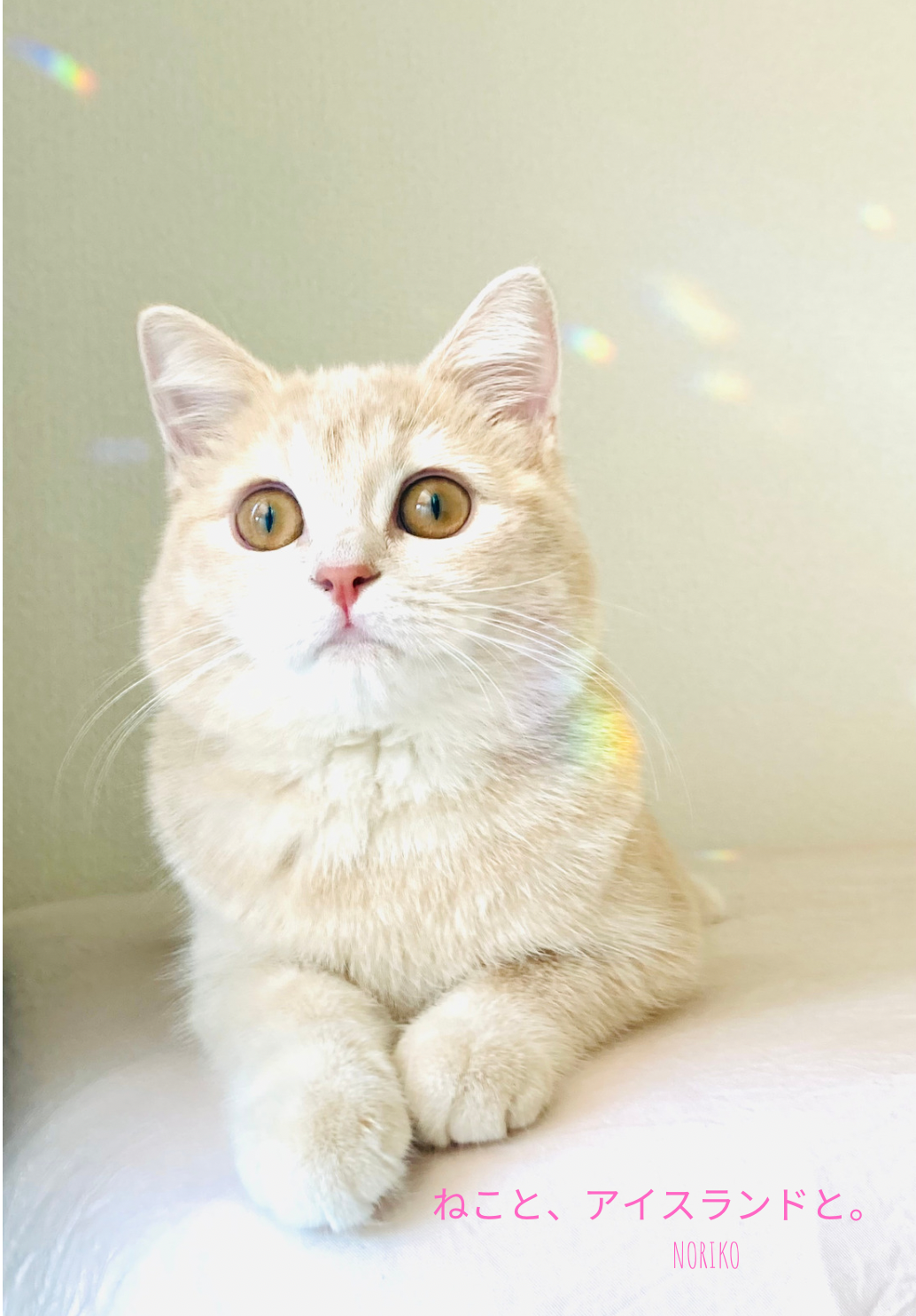 ｢ねこと､ アイスランドと｡｣ 　NORIKO写真展